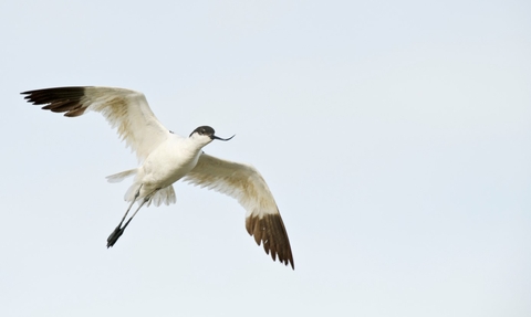 Avocet Wildlife Trusts